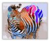 Színes Zebra 2 - számfestő készlet