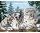 Hóleopárd- Royal Paris - Előfestett Gobelin Hímzőkanava 45x60 cm