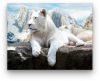Fehér Tigris - akciós számfestő készlet (20x30cm)