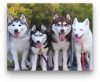 Husky Falka - számfestő készlet kezdőknek (20x30cm)