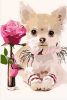 Cuki Kutya Rózsával - akciós számfestő készlet (20x30cm)