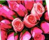 Rózsaszín Rózsák  - hibrid számfestő - kirakó