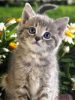 Gyönyörű Cica Tekintet  - gyémántszemes kirakó