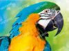Színes Papagáj  - gyémántszemes kirakó