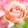 Rózsaszín Rózsa  - gyémántszemes kirakó