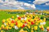 Tulipán Mező  - gyémántszemes kirakó