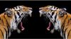 Tigris Vita  - gyémántszemes kirakó