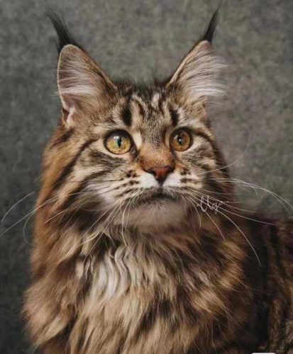 Maine Coon  - gyémántszemes kirakó