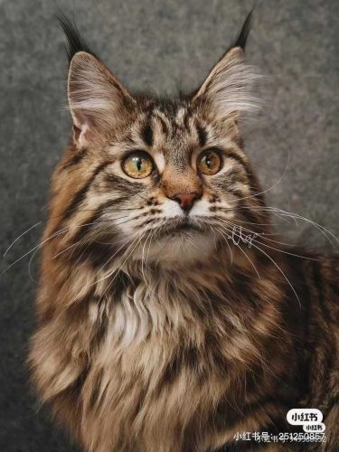 Maine Coon - gyémántszemes kirakó