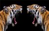 Tigris Vita  - gyémántszemes kirakó
