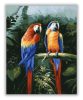 Színes Papagájok - számfestő készlet