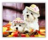Kutyák kalapban - számfestő készlet