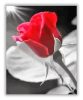 Vörös rózsa napfényben - számfestő készlet