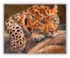 Pihenő leopárd - számfestő készlet