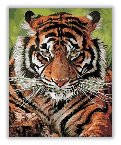 Gyönyörű tigris - számfestő készlet