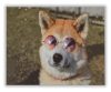 Napfürdöző kutya - számfestő készlet