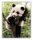 Panda szieszta - számfestő készlet