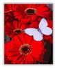 Pillangó piros virágokon - számfestő készlet