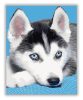 Husky kölyök - számfestő készlet - Számfestő.hu