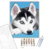 Husky kölyök - számfestő készlet - Számfestő.hu - 40×50cm - keretre feszítve