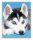 Husky kölyök - számfestő készlet - Számfestő.hu