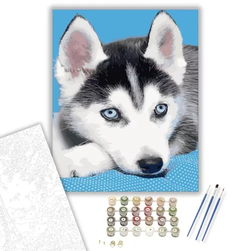 Husky kölyök - számfestő készlet - Számfestő.hu - 40×50cm - keretre feszítve
