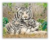 Szibériai tigris család - számfestő készlet