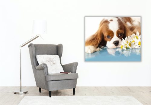 Unatkozó kiskutya - számfestő készlet - Számfestő.hu - 40×50cm - keret nélkül