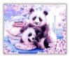 Aranyos pandák - számfestő készlet