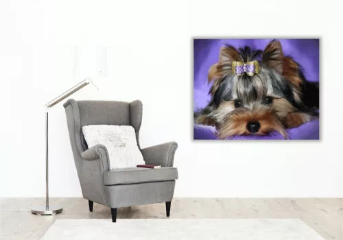 Yorki - számfestő készlet - Számfestő.hu - 60×70cm - keretre feszítve