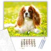 Spániel - számfestő készlet - Számfestő.hu - 40×50cm - keret nélkül
