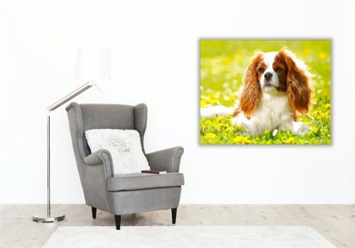 Spániel - számfestő készlet - Számfestő.hu - 40×50cm - keretre feszítve