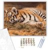 Pihenő tigris - számfestő készlet - Számfestő.hu - 40×50cm - keret nélkül
