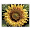 Napraforgó Részlet - számfestő készlet - Számfestő.hu - 40×50cm - keretre feszítve