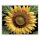 Napraforgó Részlet - számfestő készlet - Számfestő.hu - 80×100cm - keretre feszítve