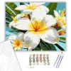 Trópusi Plumeria Virágok - számfestő készlet - Számfestő.hu - 50×60cm - keretre feszítve