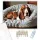 Alvó Basset Hound Kényelmes Ágyon - számfestő készlet - Számfestő.hu - 80×100cm - keretre feszítve