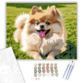 Pomerániai Törpespicc a Napsütötte Gyepen - számfestő készlet - Számfestő.hu - 40×50cm - keret nélkül