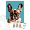 Francia Bulldog Közeli Portré - számfestő készlet - Számfestő.hu - 40×50cm - keretre feszítve
