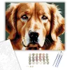 Golden Retriever Arcközelben - számfestő készlet - Számfestő.hu - 50×60cm - keret nélkül