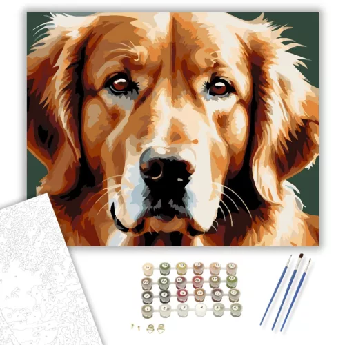 Golden Retriever Arcközelben - számfestő készlet - Számfestő.hu - 40×50cm - keretre feszítve