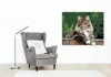 Büszke Maine Coon a Kerítésen - számfestő készlet - Számfestő.hu - 40×50cm - Keretre feszítve