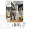 British Shorthair Macska a Konyhapulton - számfestő készlet - Számfestő.hu - 80×100cm - keretre feszítve