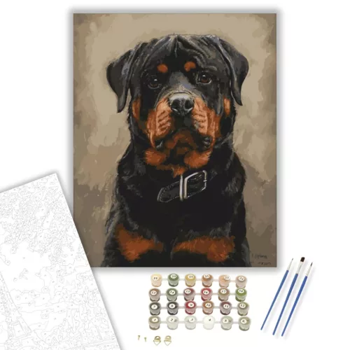Rottweiler - számfestő készlet - Számfestő.hu - 40×50cm - keret nélkül