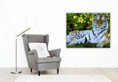 Fekvő tigris - számfestő készlet - Számfestő.hu - 80×100cm - keret nélkül