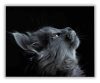 Szürke macska tekintete - számfestő készlet