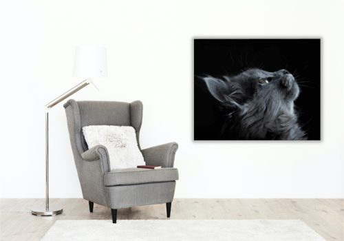 Szürke macska tekintete - számfestő készlet - Számfestő.hu - 40×50cm - keret nélkül