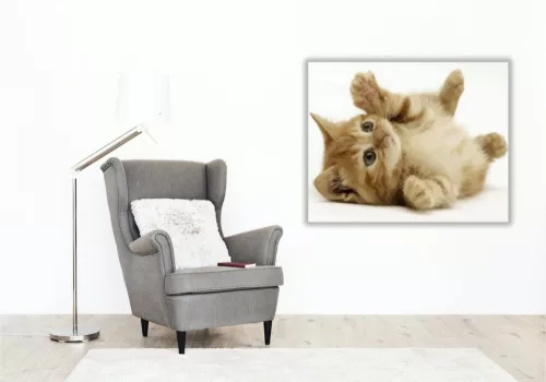 Játékos kiscica - számfestő készlet - Számfestő.hu - 40×50cm - keret nélkül