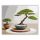 Bonsai és Kavicsmintás Zen Kert - számfestő készlet - Számfestő.hu