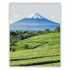Shizuoka Tea Mezők és Fuji Hegy - számfestő készlet - Számfestő.hu